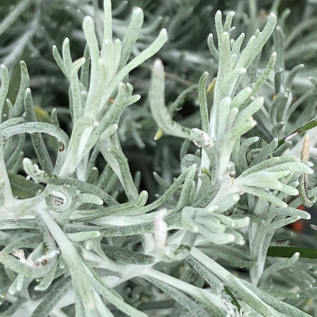 Helichrysum italicum 'Silver Threads' ~ Silver Threads Curry Plant-ServeScape