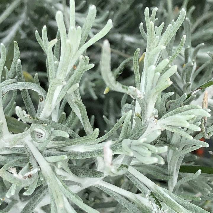 Helichrysum italicum 'Silver Threads' ~ Silver Threads Curry Plant-ServeScape