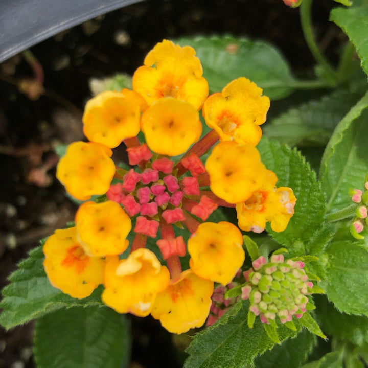 Lantana camara 'Ban Oran' ~ Bandana® Orange Lantana-ServeScape