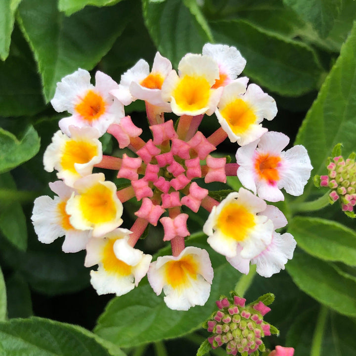 Lantana camara 'Bant Pin09' PP #20,555 ~ Bandana® Pink Improved Lantana-ServeScape