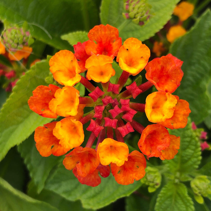 Lantana camara 'Hot Blooded' ~ Hot Blooded™ Lantana-ServeScape