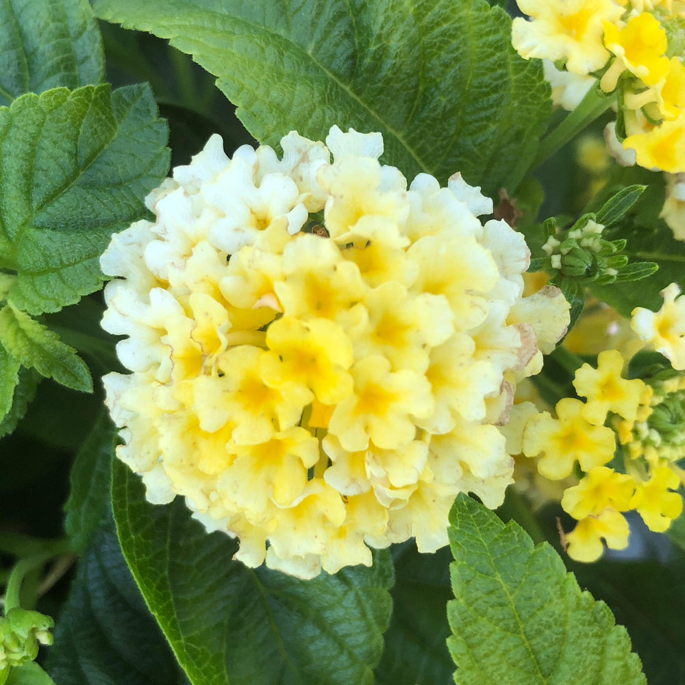 Lantana camara 'G12164' PP27,377 ~ PW® Luscious® Bananarama™ Lantana-ServeScape