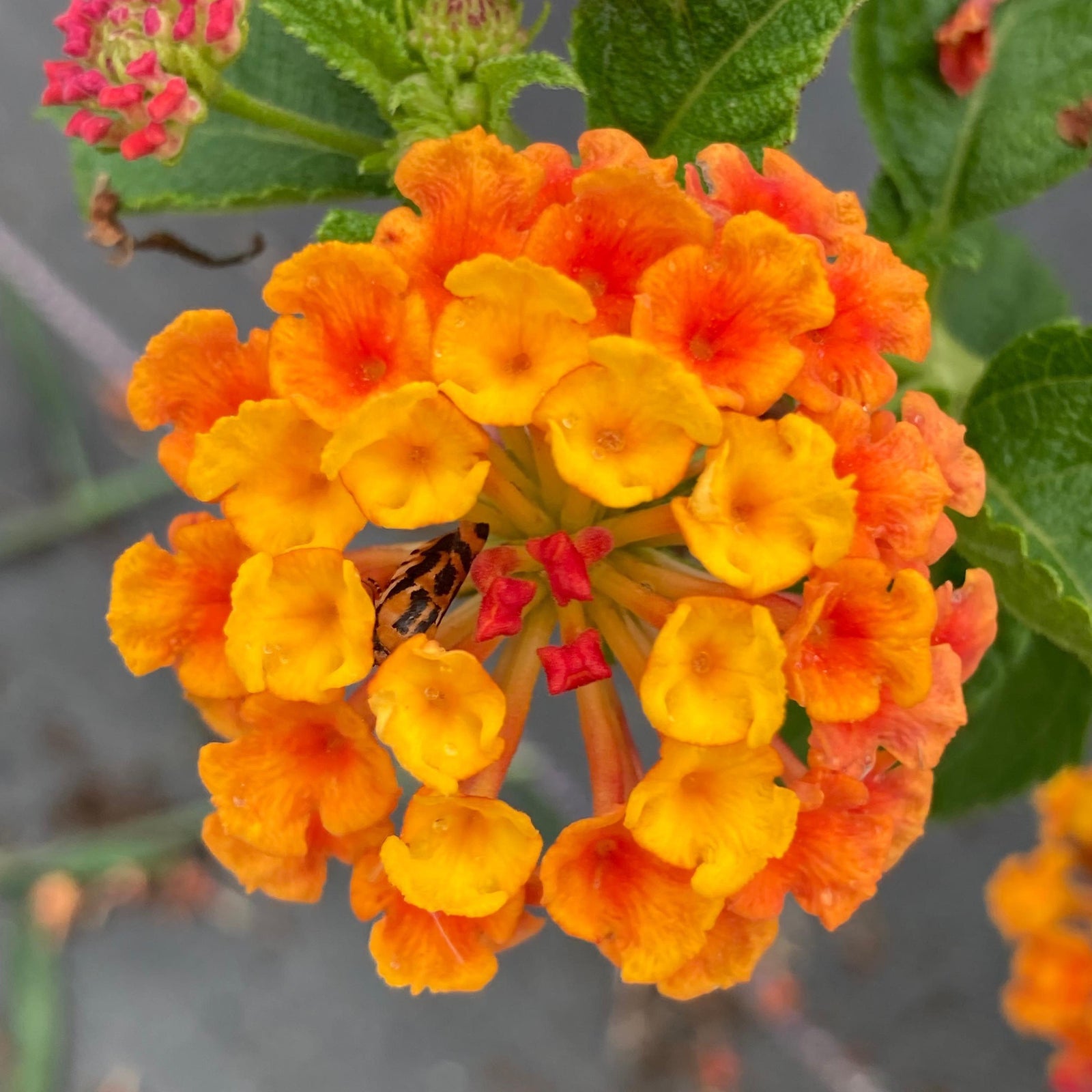 Lantana camara 'G12166' PP27,378 ~ PW® Luscious® Marmalade Lantana-ServeScape