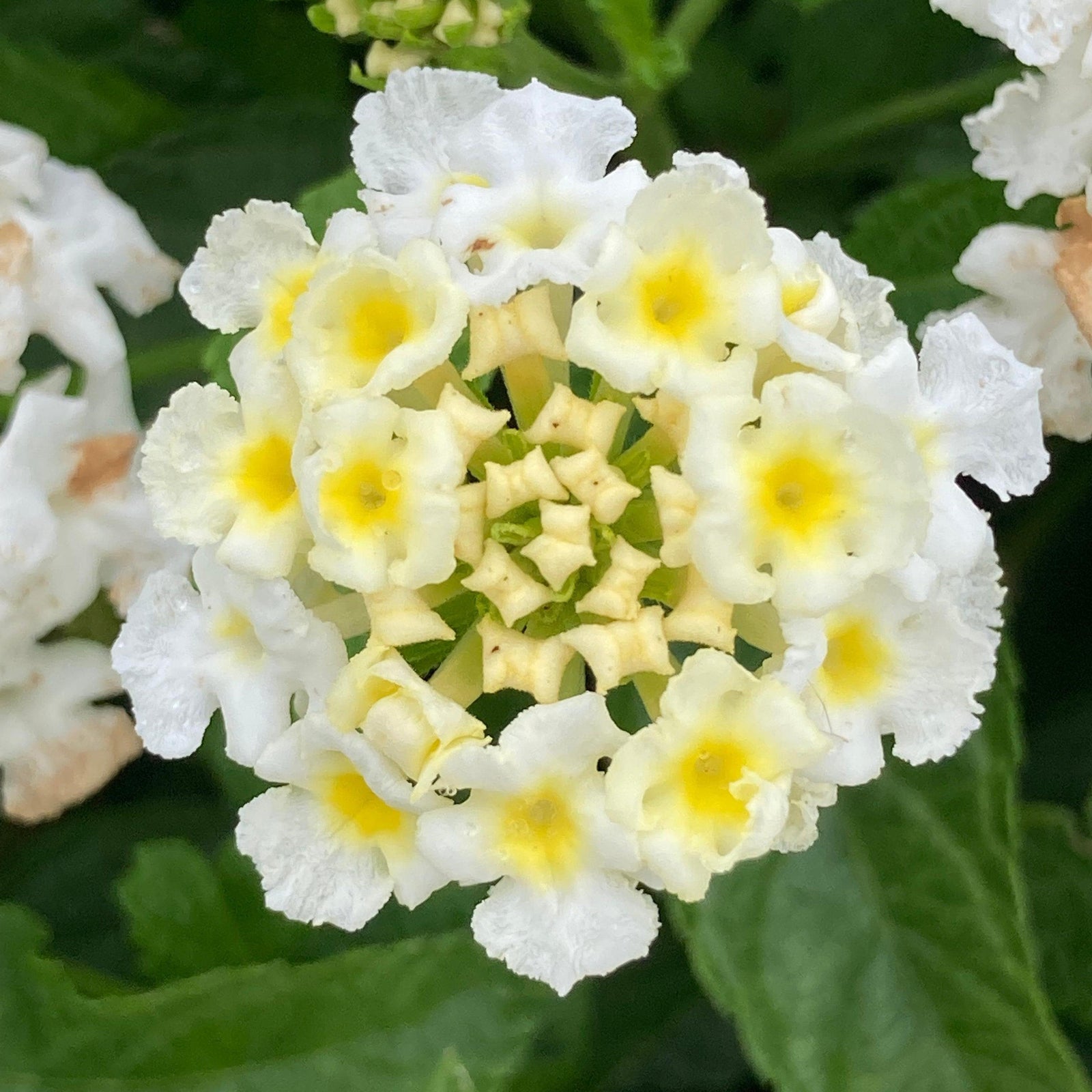 Lantana camara 'Balshamite'~ Shamrock™ White Lantana-ServeScape