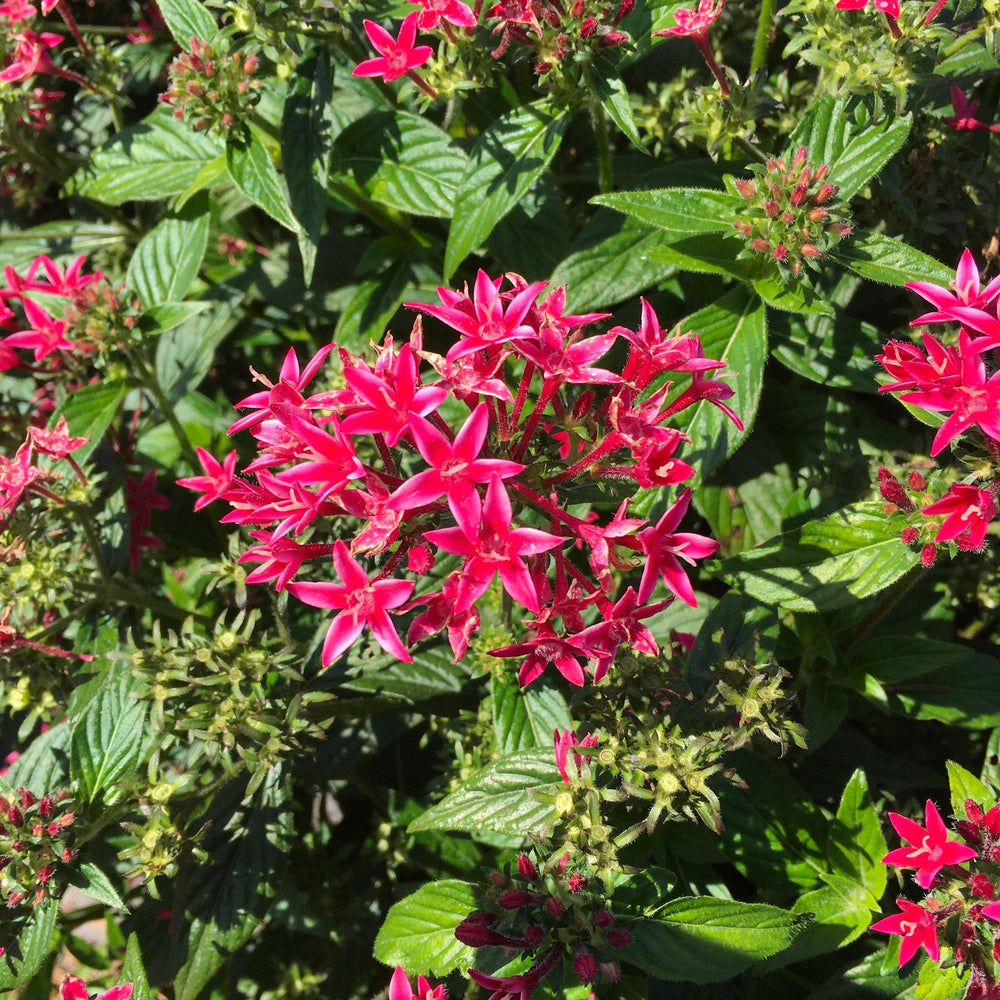 Pentas lanceolata 'Graffiti Flirty Pink' ~ Graffiti® Flirty Pink Star Flower-ServeScape