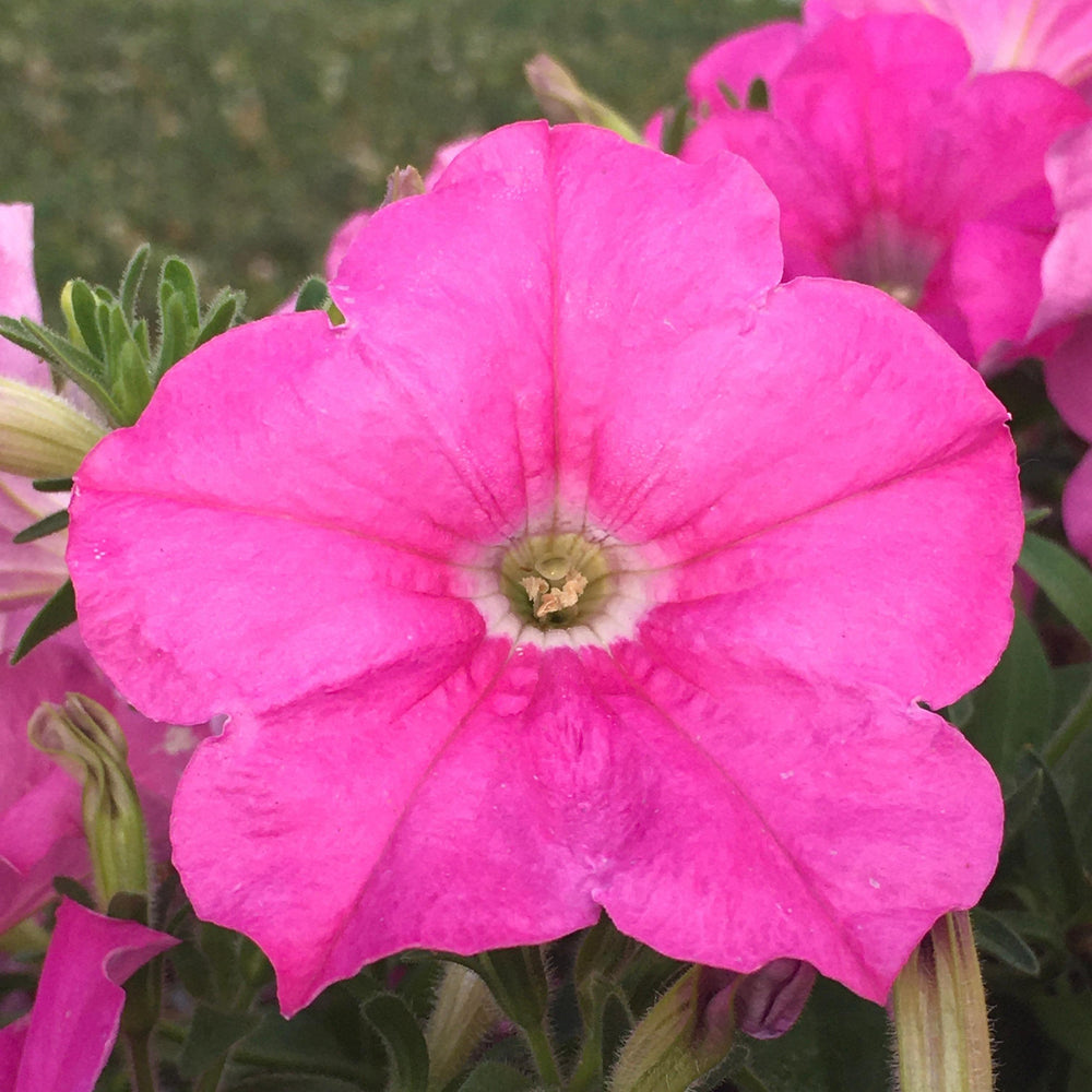 Petunia x 'PAS1302759' ~ E3 Easy Wave® Pink Spreading Petunia-ServeScape