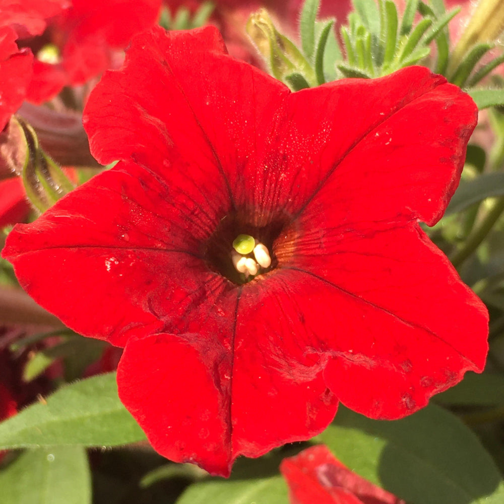 Petunia x 'PAS1360461' ~ E3 Easy Wave® Red Spreading Petunia-ServeScape