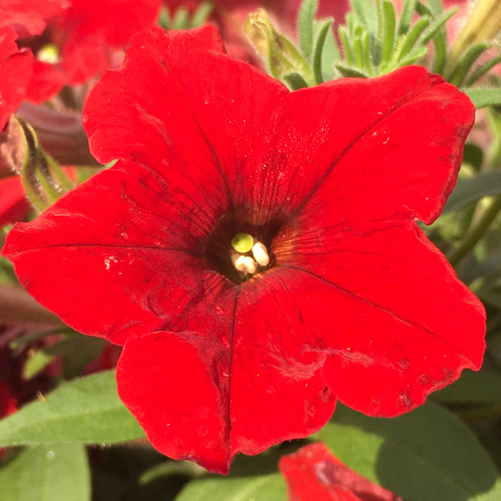 Petunia x 'PAS1360461' ~ E3 Easy Wave® Red Spreading Petunia-ServeScape