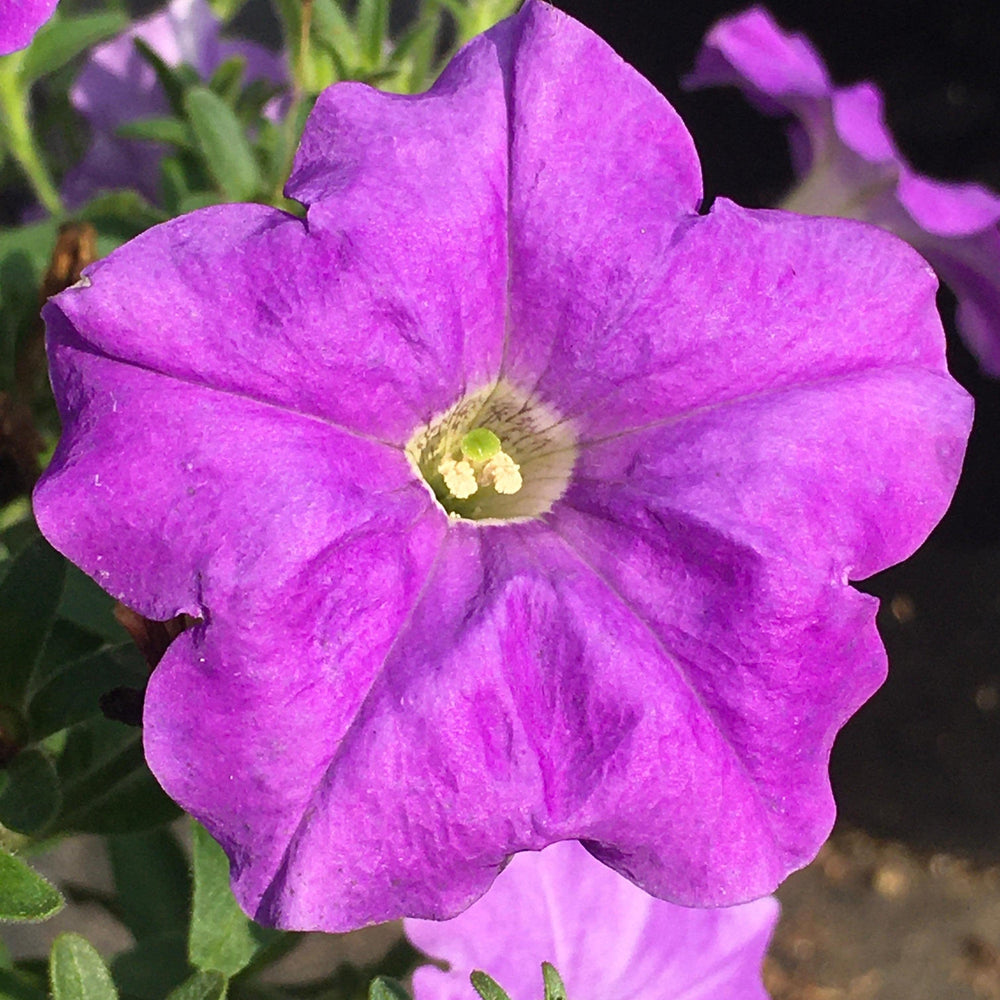 Petunia x 'PAS1397259' ~ E3 Easy Wave® Sky Blue Spreading Petunia-ServeScape