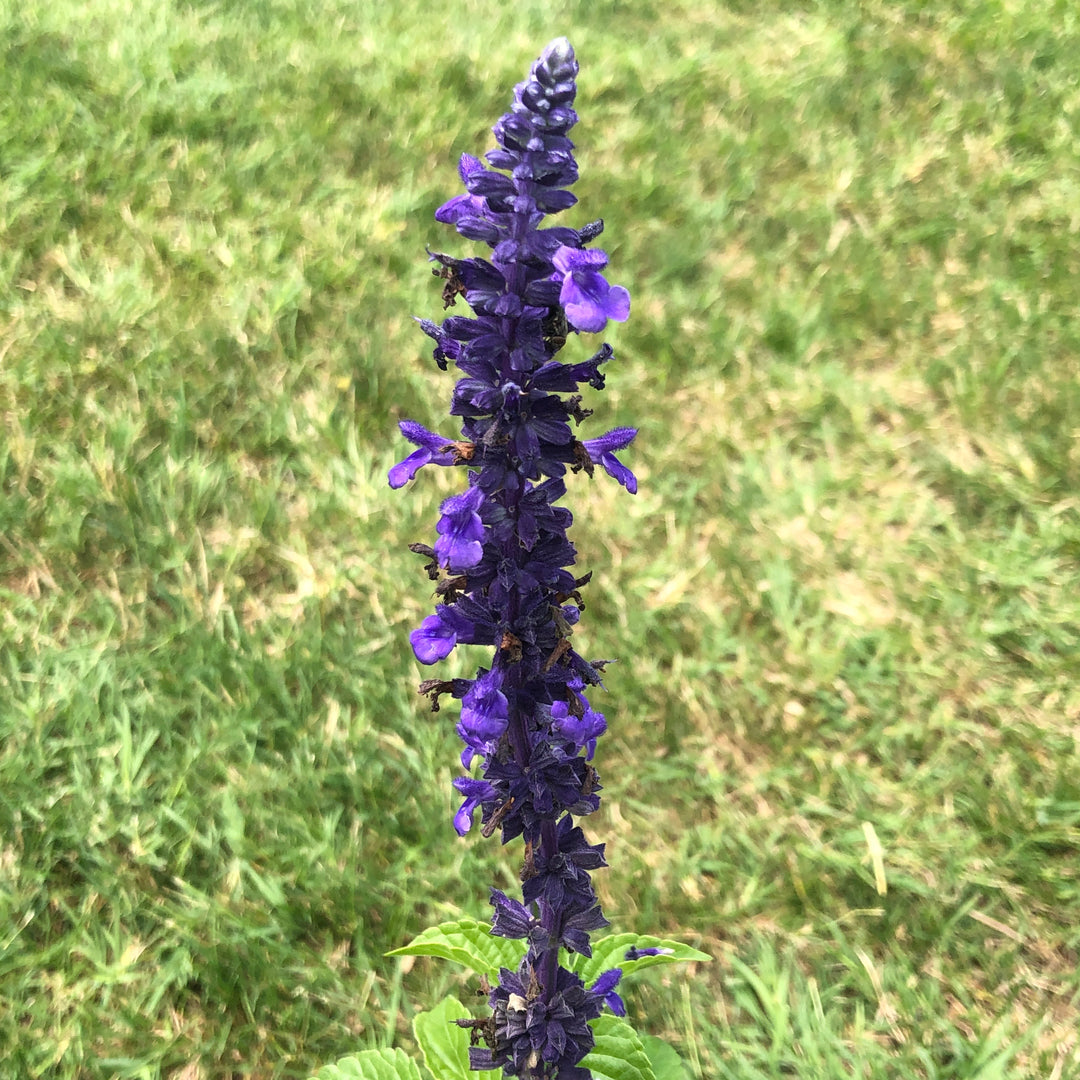 Salvia 'Balsalmysty' PP #29,605 ~ Mysty Salvia-ServeScape
