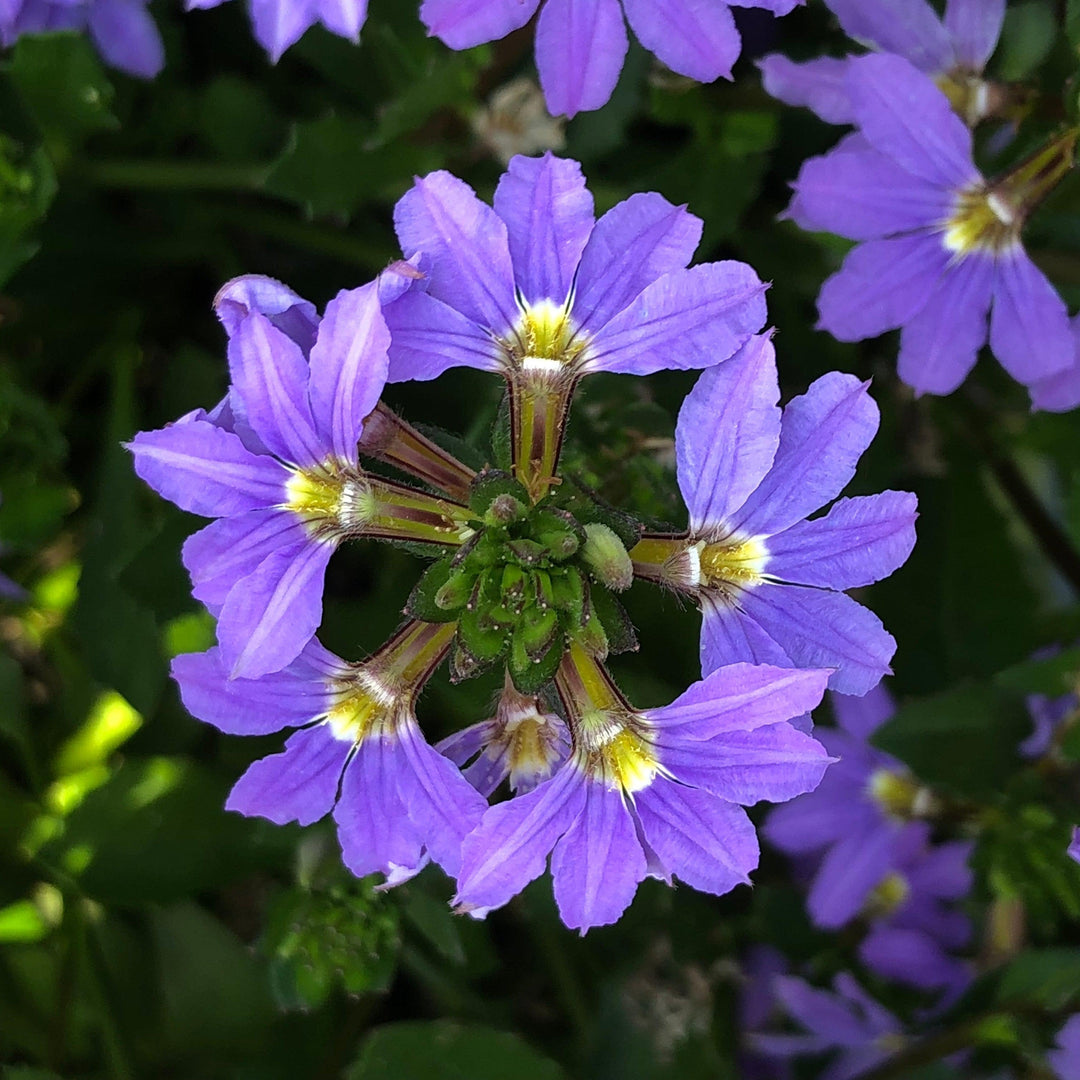 Scaevola aemula 'Scampi Blue' ~ Scampi® Blue Fan Flower-ServeScape