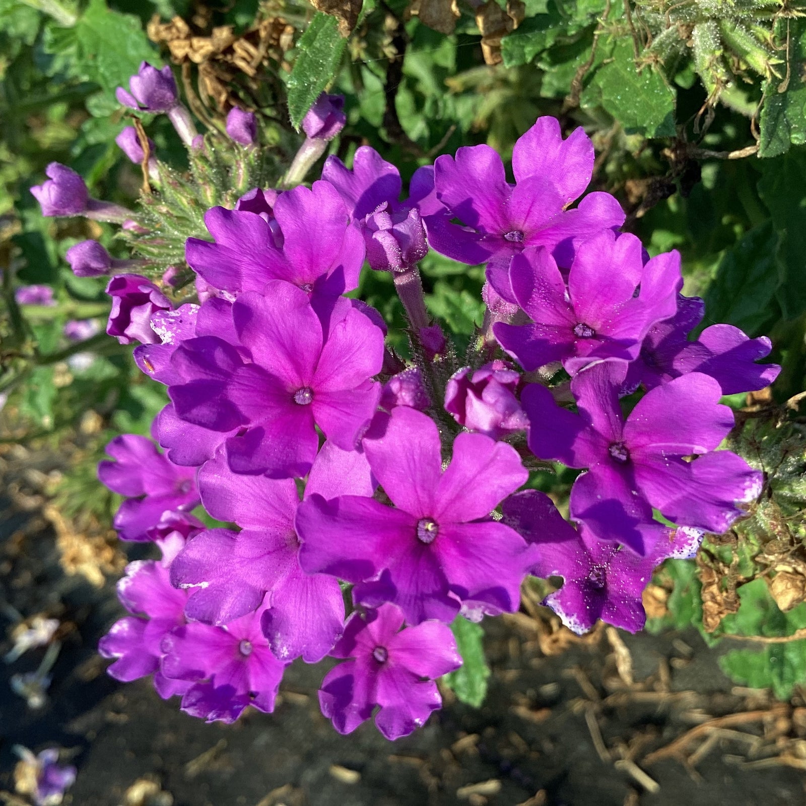 Verbena peruviana 'Balendluim' ~ EnduraScape™ Blue Verbena-ServeScape