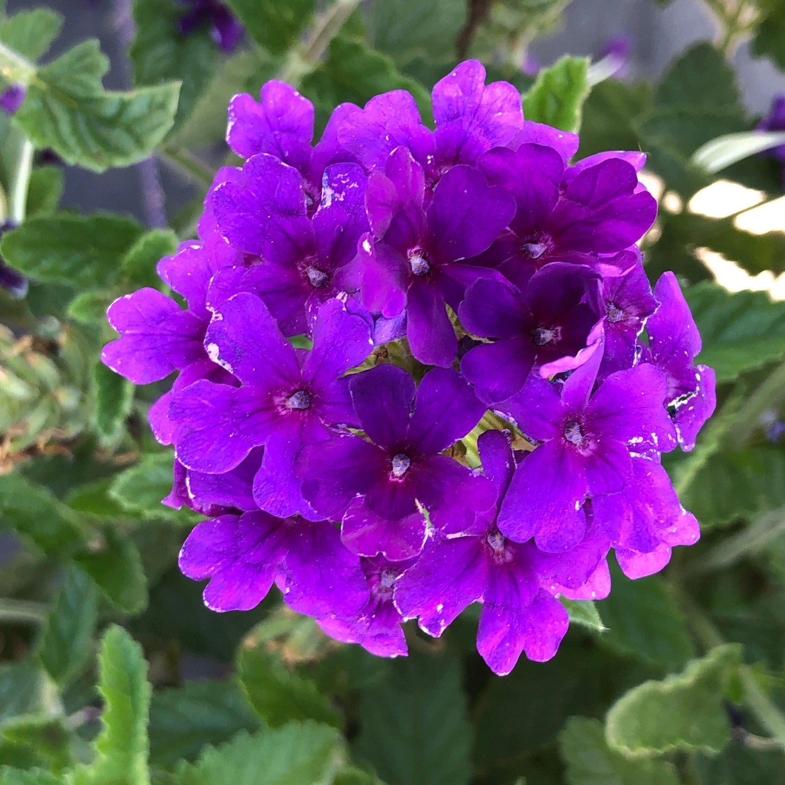 Verbena peruviana 'Balendakle' ~ EnduraScape™ Deep Purple Verbena-ServeScape