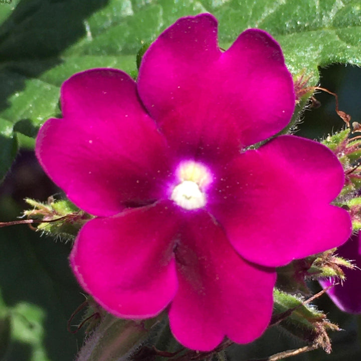 Verbena peruviana 'Balendurp' ~ EnduraScape™ Purple Verbena-ServeScape