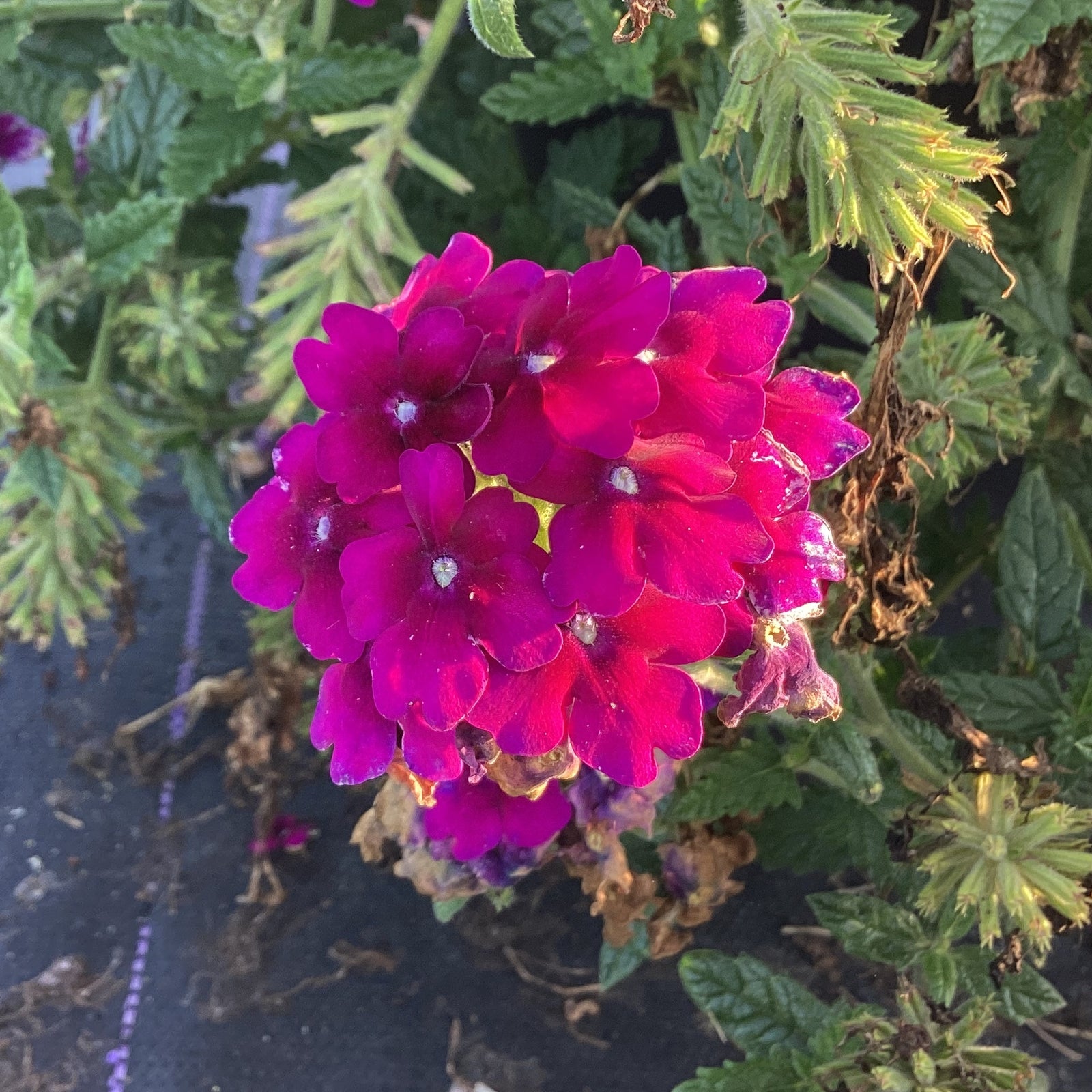 Verbena peruviana 'Balendurp' ~ EnduraScape™ Purple Verbena-ServeScape