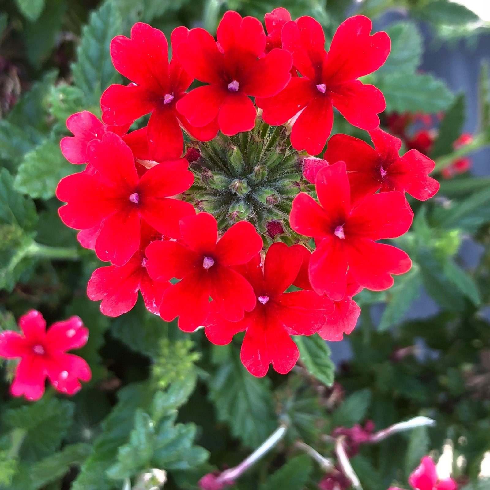 Verbena x hybrida 'Balendred' PP #26,132 ~ EnduraScape™ Red Verbena-ServeScape