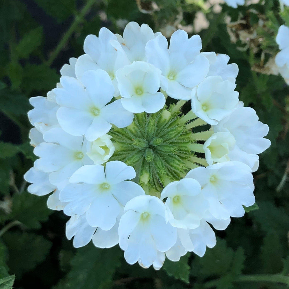 Verbena peruviana 'Balendwite' ~ EnduraScape™ White Verbena-ServeScape