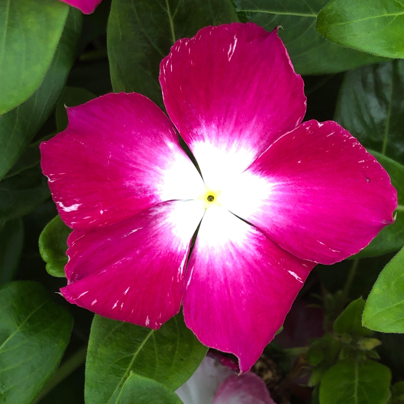 Catharanthus roseus 'Cora XDR Magenta Halo' ~ Cora® XDR Magenta Halo Vinca-ServeScape