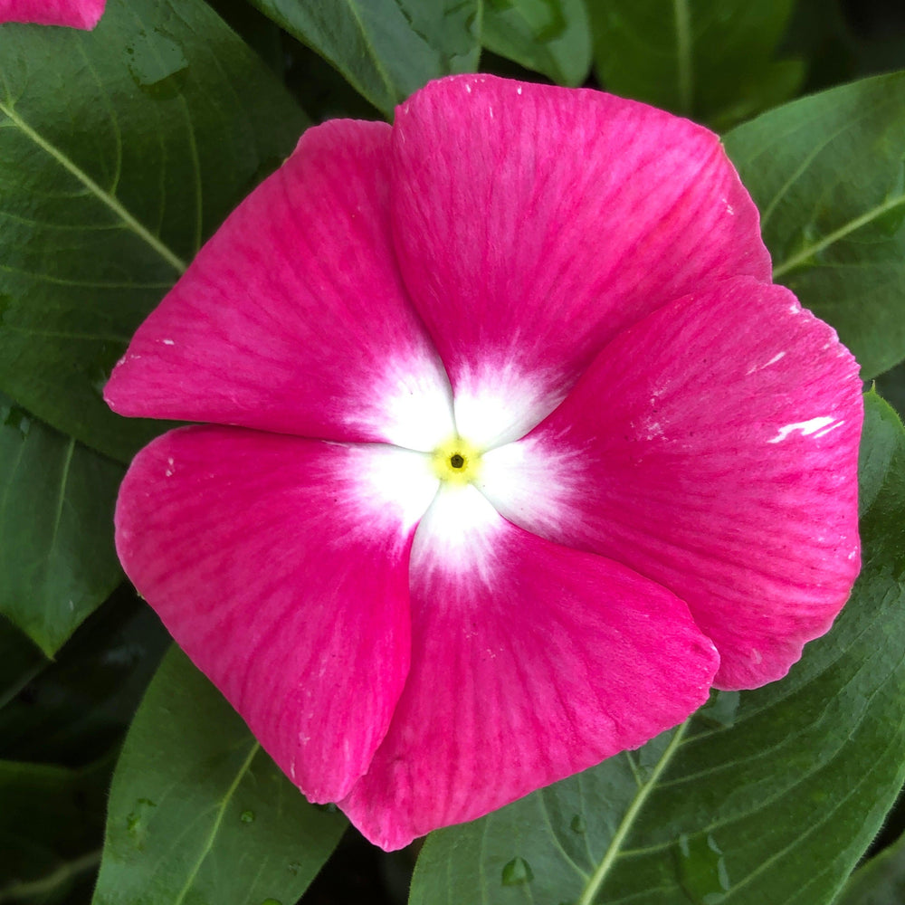 Catharanthus roseus 'Cora XDR Pink Halo' ~ Cora® XDR Pink Halo Vinca-ServeScape
