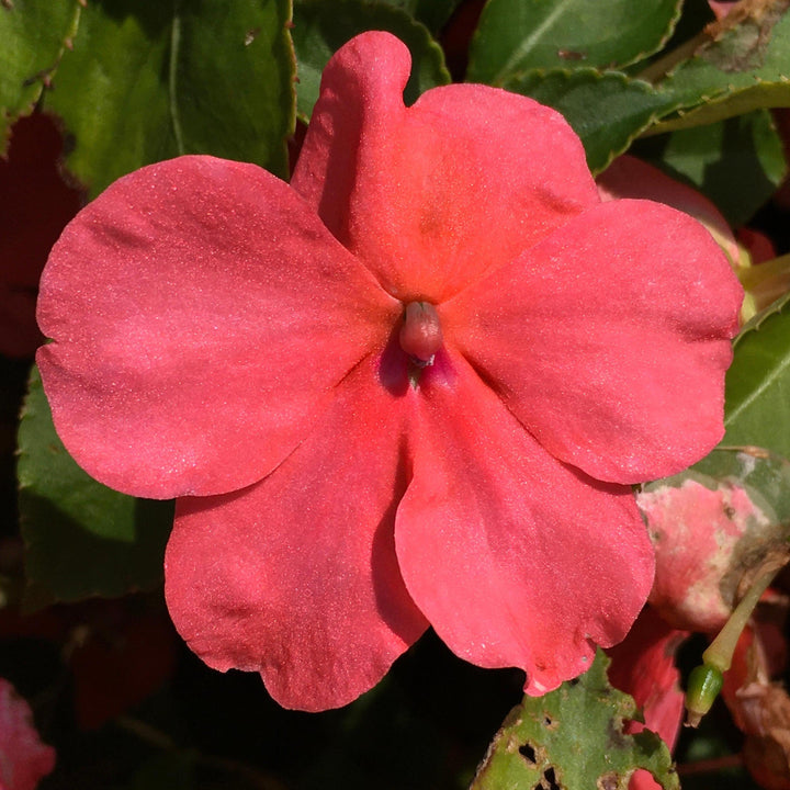 Impatiens walleriana 'Beacon Formula Mixture' ~ Beacon® Formula Mixture Impatiens-ServeScape