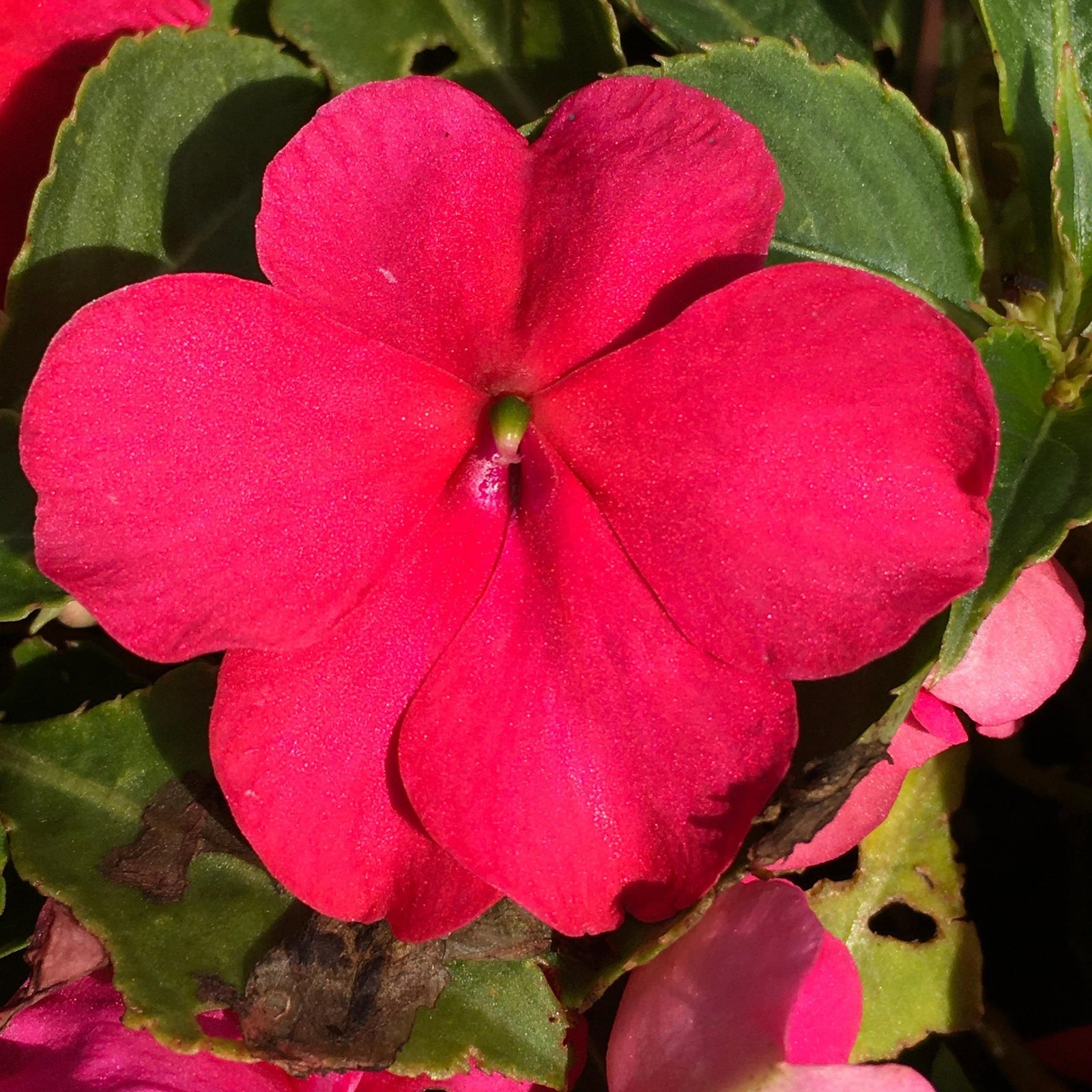 Impatiens walleriana 'PAS1377332' ~ Beacon® Rose Impatiens-ServeScape