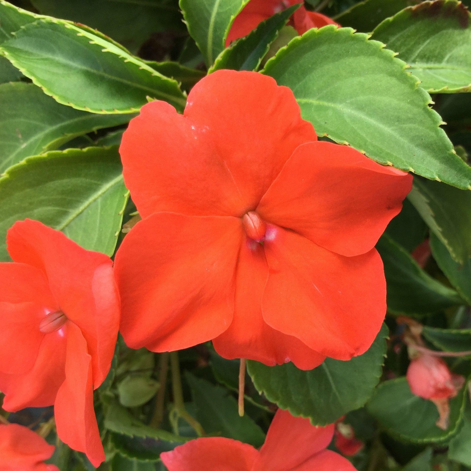 Impatiens walleriana 'PAS1357835' ~ Beacon® Salmon Impatiens-ServeScape