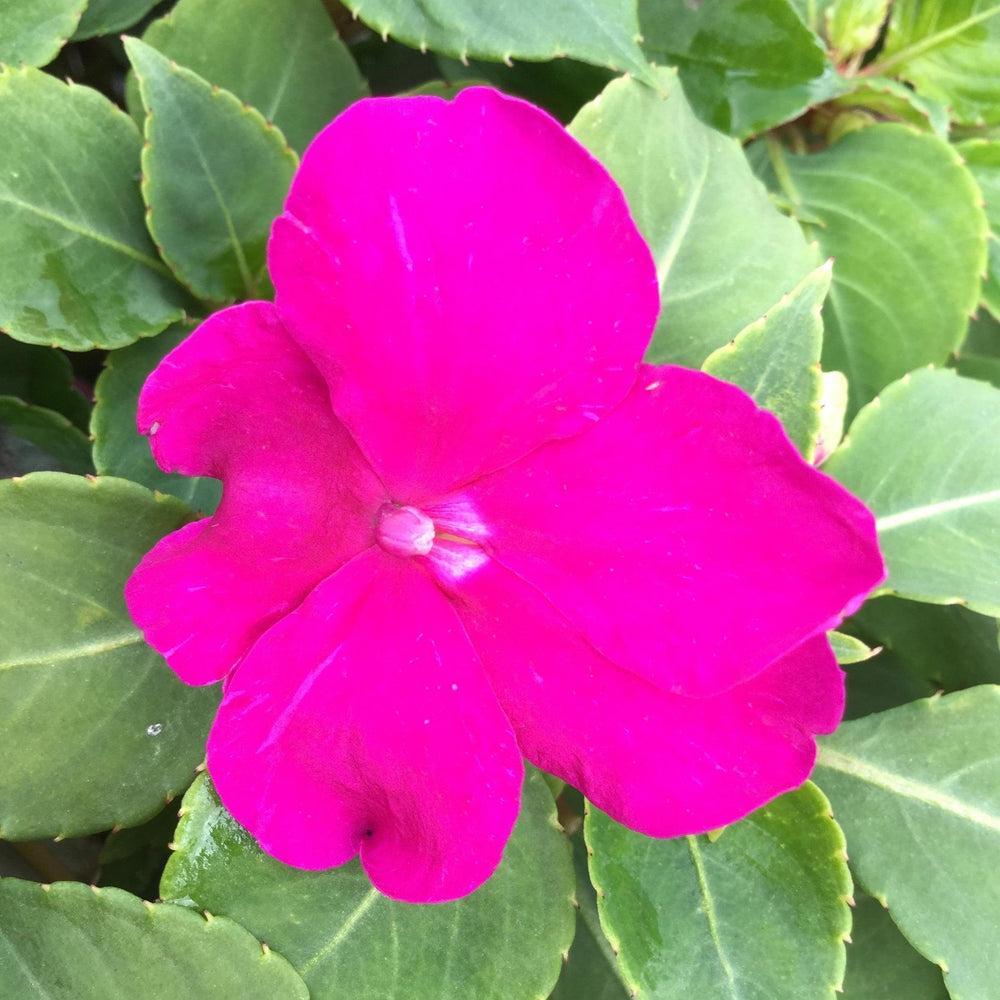 Impatiens walleriana 'PAS1357834' ~ Beacon® Violet Shades Impatiens-ServeScape