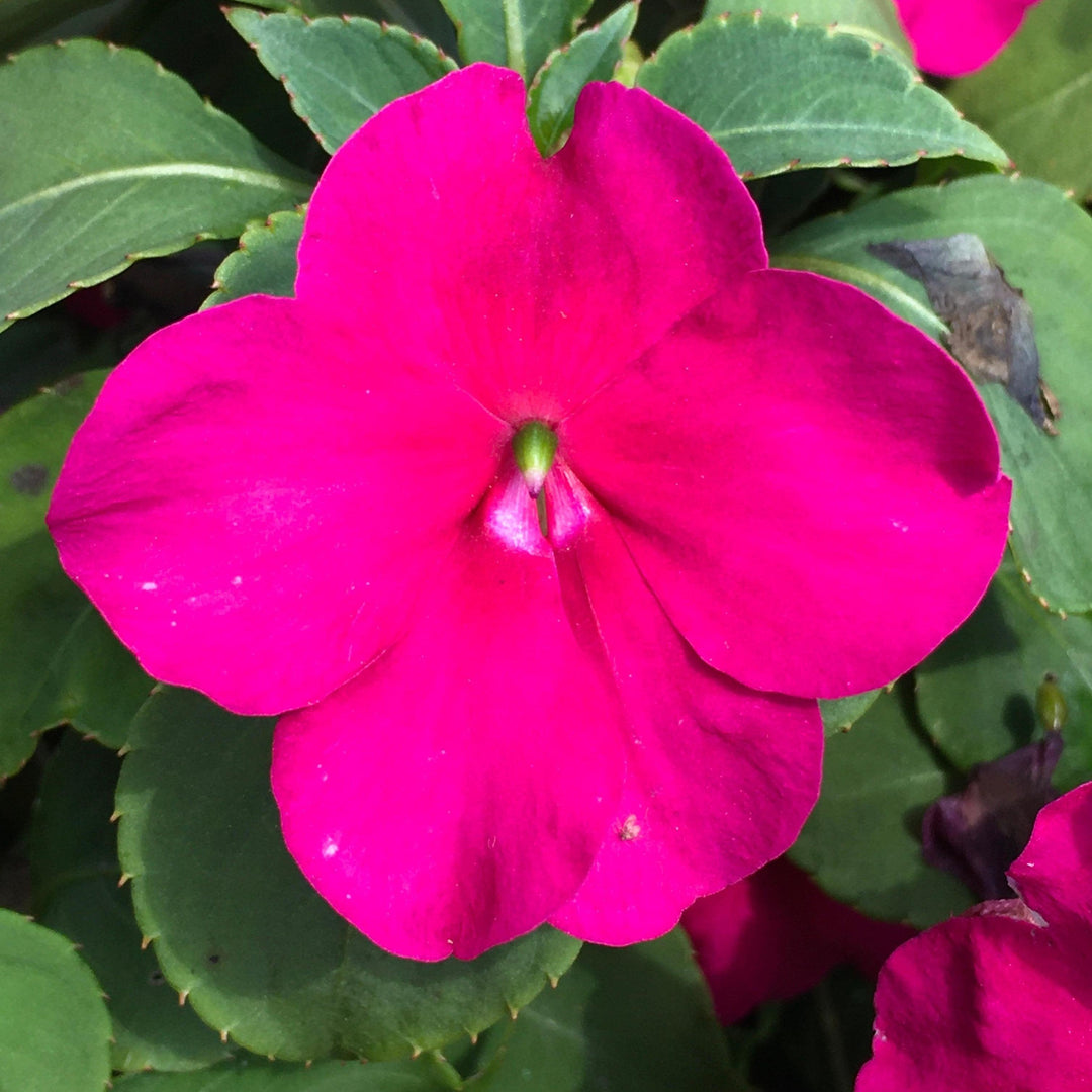 Impatiens walleriana 'PAS1357834' ~ Beacon® Violet Shades Impatiens-ServeScape