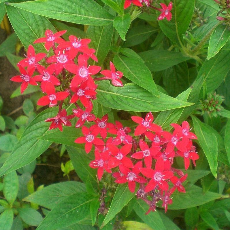 Pentas 'Ruby Glow' ~ Ruby Glow Star Cluster-ServeScape