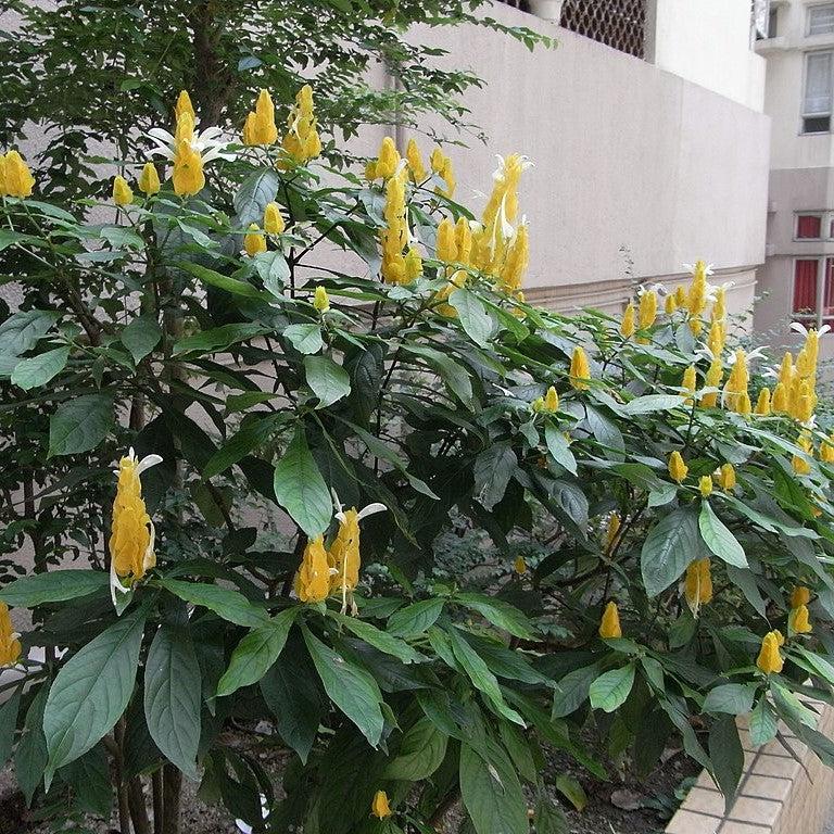Pachystachys lutea ~ Yellow Shrimp Plant-ServeScape