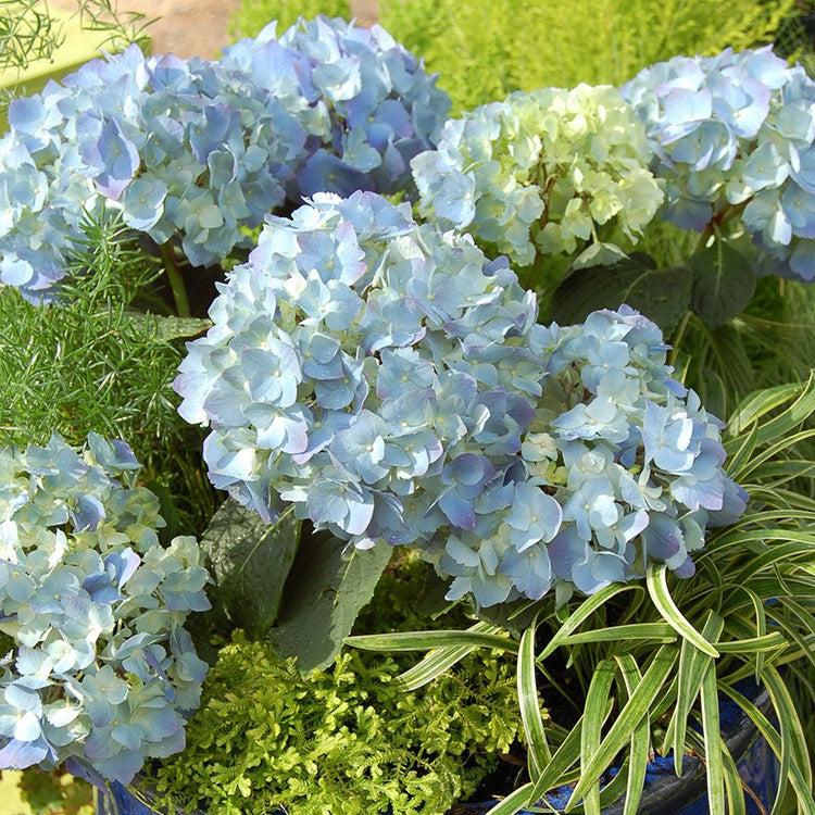 Hydrangea macrophylla 'Mini Penny' ~ Echo® Mini Penny Hydrangea-ServeScape