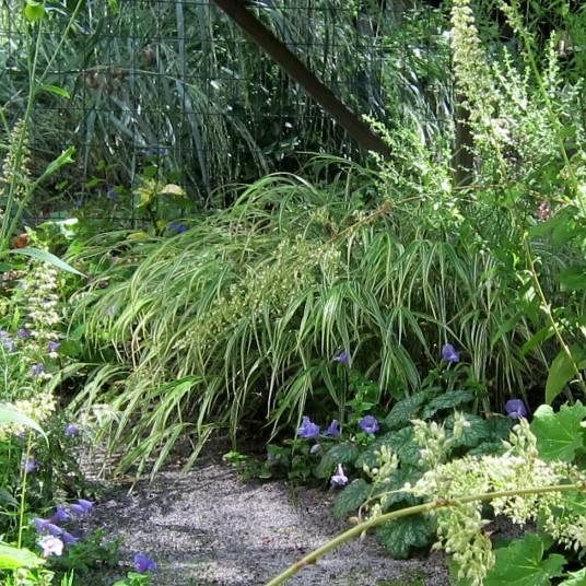 Hakonechloa macra 'Albovariegata' ~ Variegated Japanese Forest Grass, Hakone Grass-ServeScape