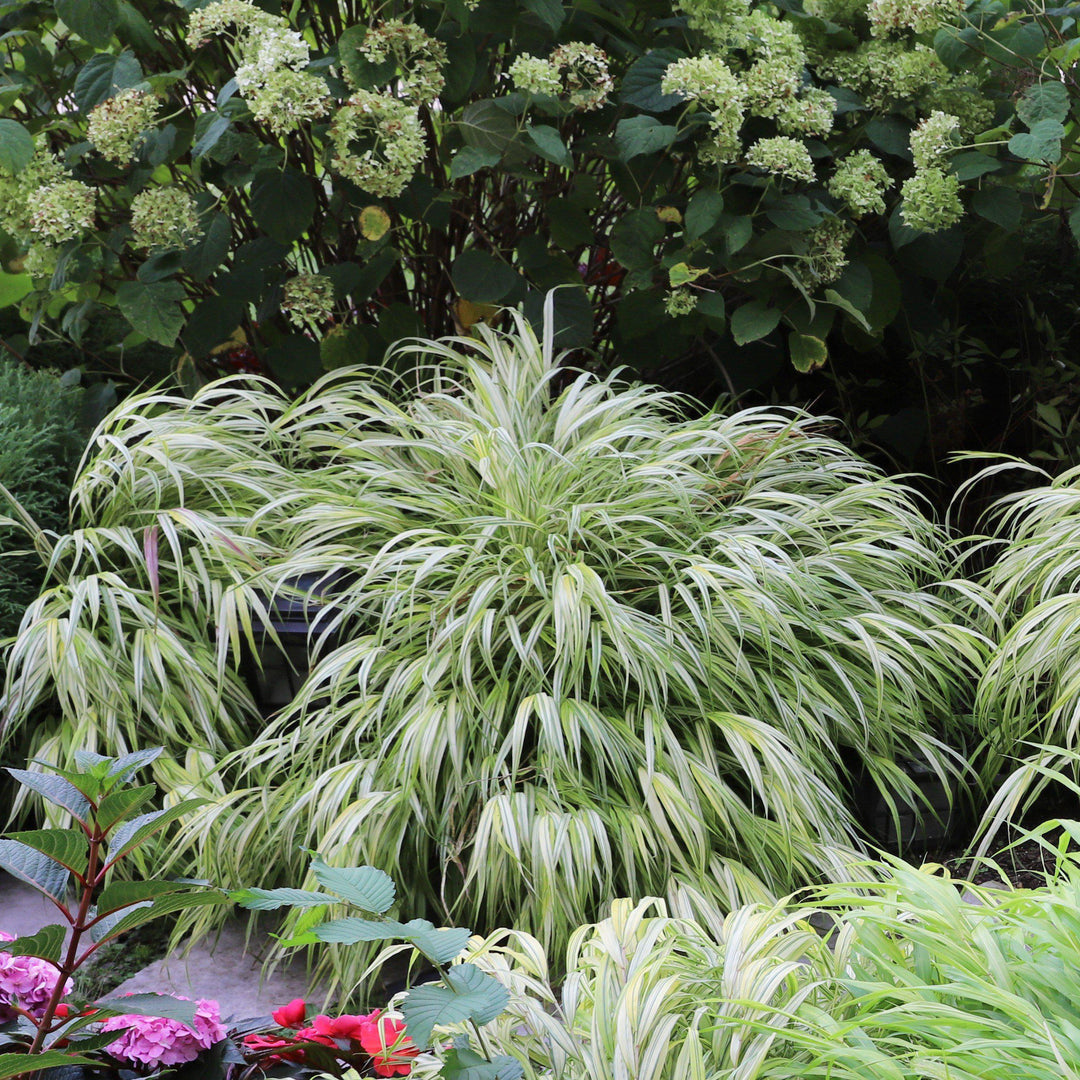 Hakonechloa macra 'Albovariegata' ~ Variegated Japanese Forest Grass, Hakone Grass-ServeScape
