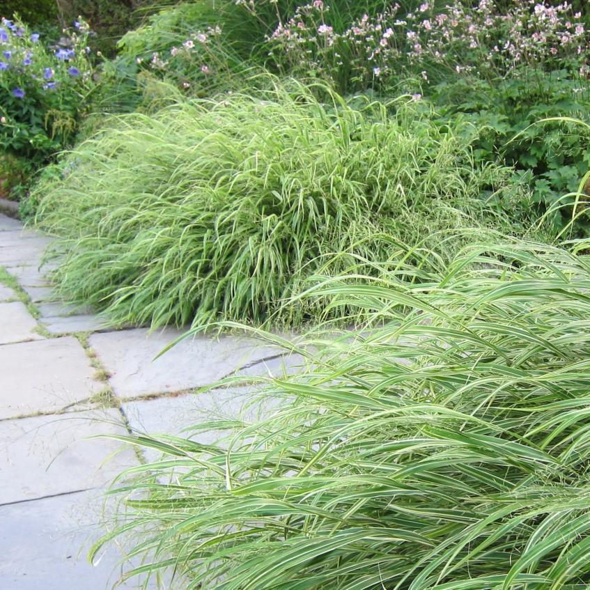 Hakonechloa macra 'Albovariegata' ~ Variegated Japanese Forest Grass, Hakone Grass - Delivered By ServeScape