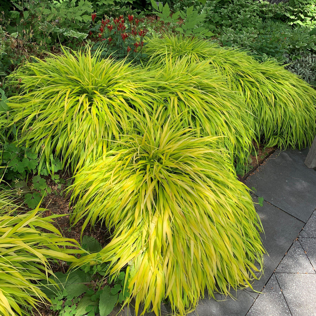Hakonechloa macra 'All Gold' ~ All Gold Japanese Forest Grass, Hakone Grass-ServeScape