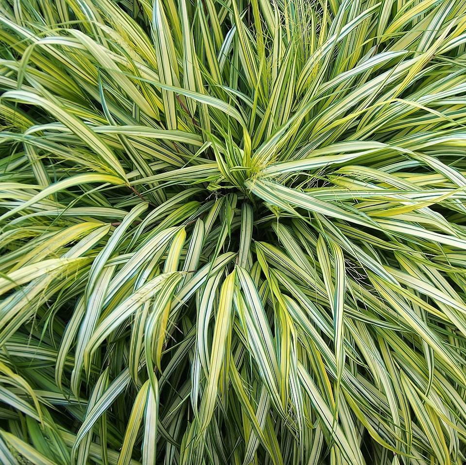 Hakonechloa macra 'Aureola' ~ Golden Japanese Forest Grass, Hakone Grass-ServeScape