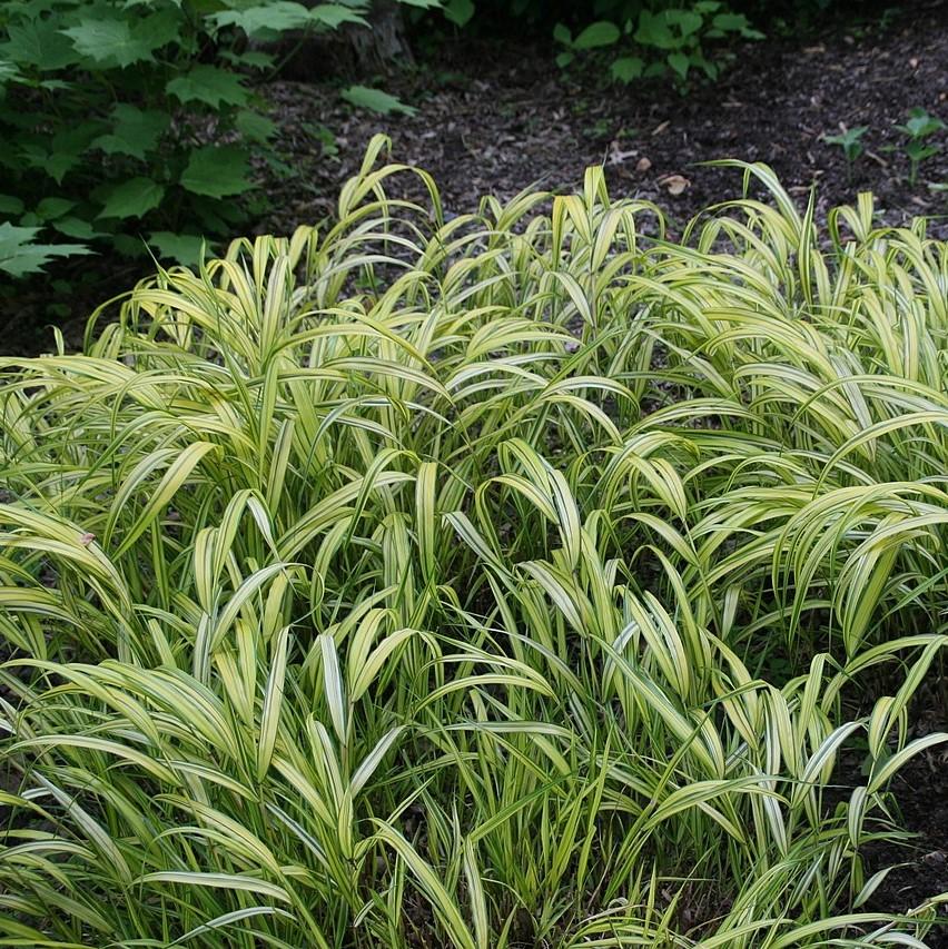 Hakonechloa macra 'Aureola' ~ Golden Japanese Forest Grass, Hakone Grass-ServeScape