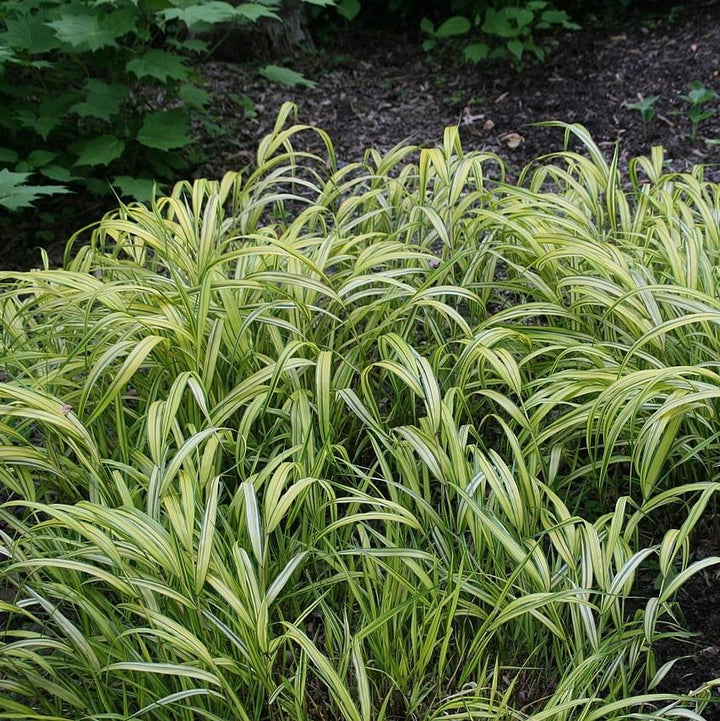 Hakonechloa macra 'Aureola' ~ Golden Japanese Forest Grass, Hakone Grass-ServeScape