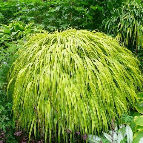 Hakonechloa macra 'Aureola' ~ Golden Japanese Forest Grass, Hakone Grass - Delivered By ServeScape