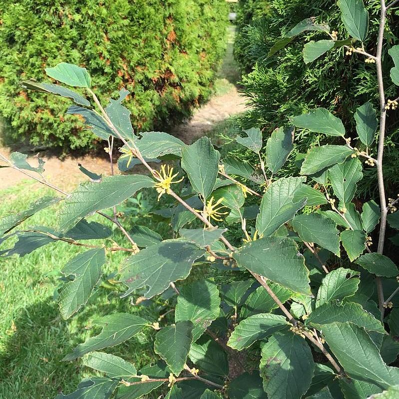 Hamamelis virginiana ~ Witch Hazel-ServeScape