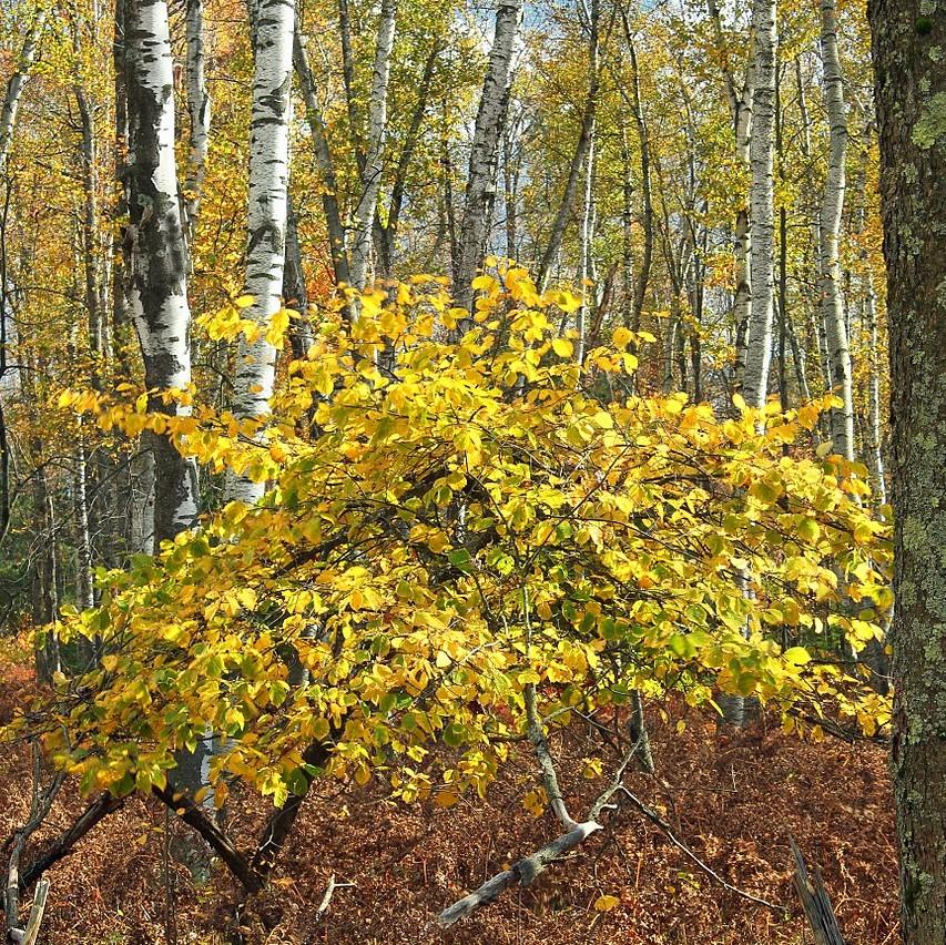 Hamamelis virginiana ~ Witch Hazel-ServeScape