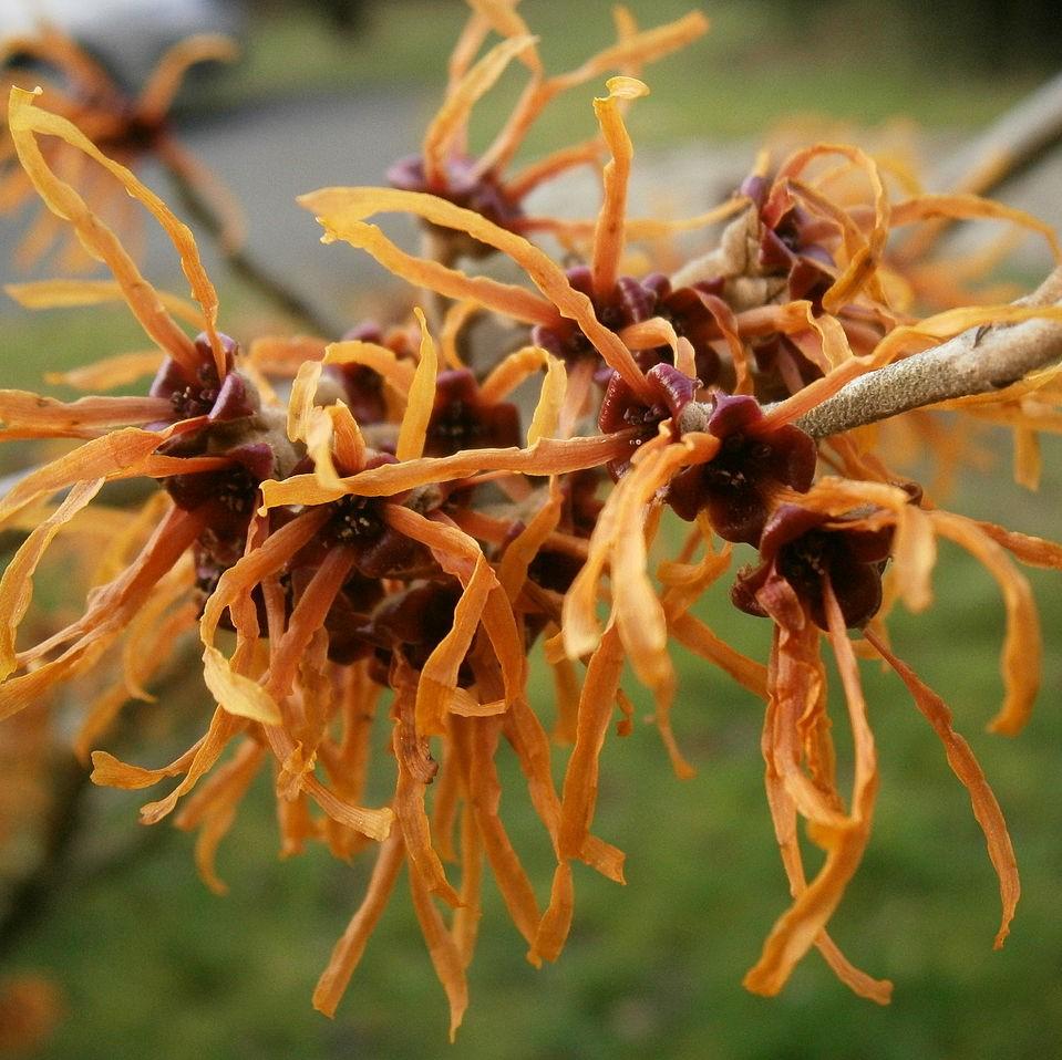 Hamamelis x intermedia 'Jelena' ~ Jelena Witch Hazel-ServeScape
