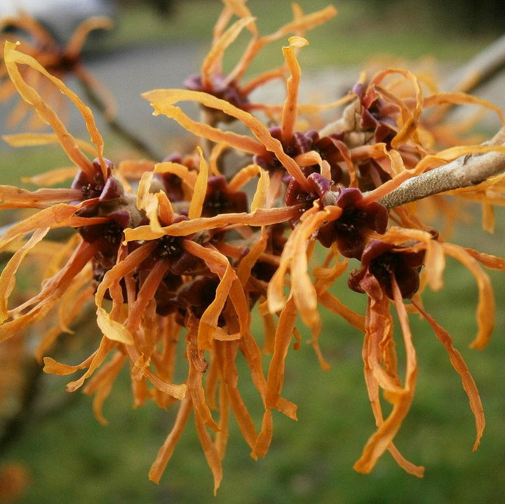 Hamamelis x intermedia 'Jelena' ~ Jelena Witch Hazel-ServeScape