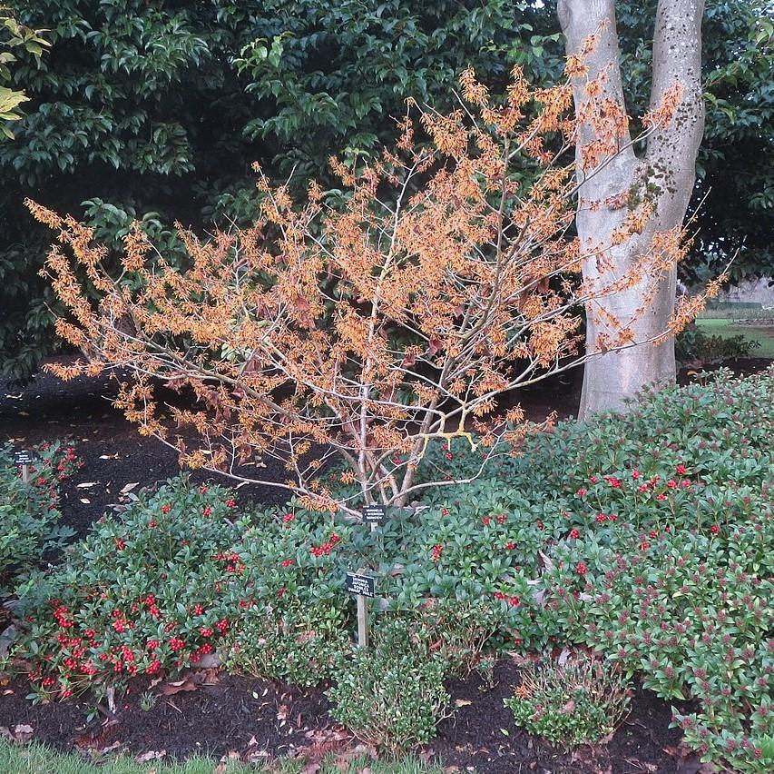 Hamamelis x intermedia 'Jelena' ~ Jelena Witch Hazel-ServeScape