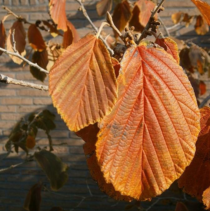 Hamamelis x intermedia 'Jelena' ~ Jelena Witch Hazel-ServeScape