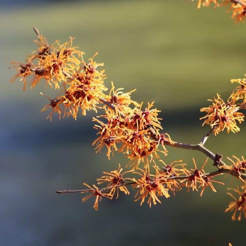 Hamamelis x intermedia 'Jelena' ~ Jelena Witch Hazel-ServeScape