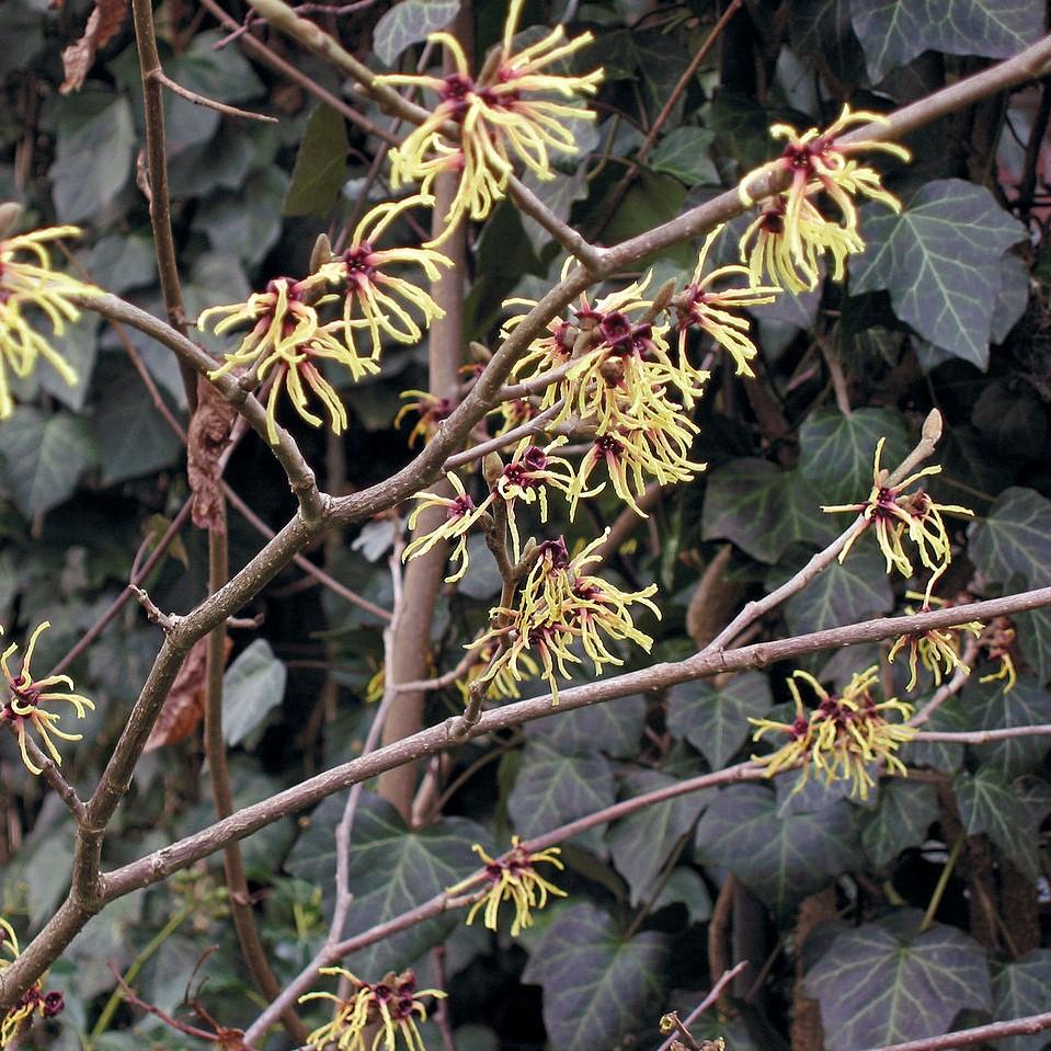 Hamamelis x intermedia 'Sunburst' ~ Sunburst Witch Hazel-ServeScape