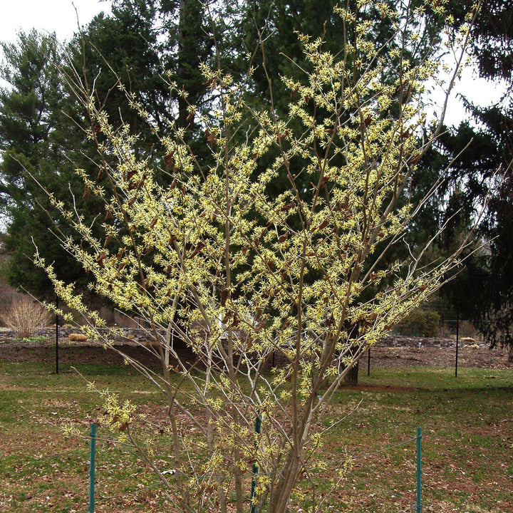 Hamamelis x intermedia 'Sunburst' ~ Sunburst Witch Hazel-ServeScape
