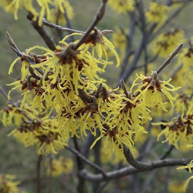 Hamamelis x intermedia 'Sunburst' ~ Sunburst Witch Hazel-ServeScape