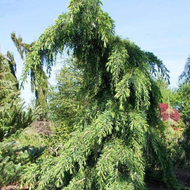 Cedrus deodara 'Feelin' Blue' ~ Feelin' Blue® Deodar Cedar-ServeScape